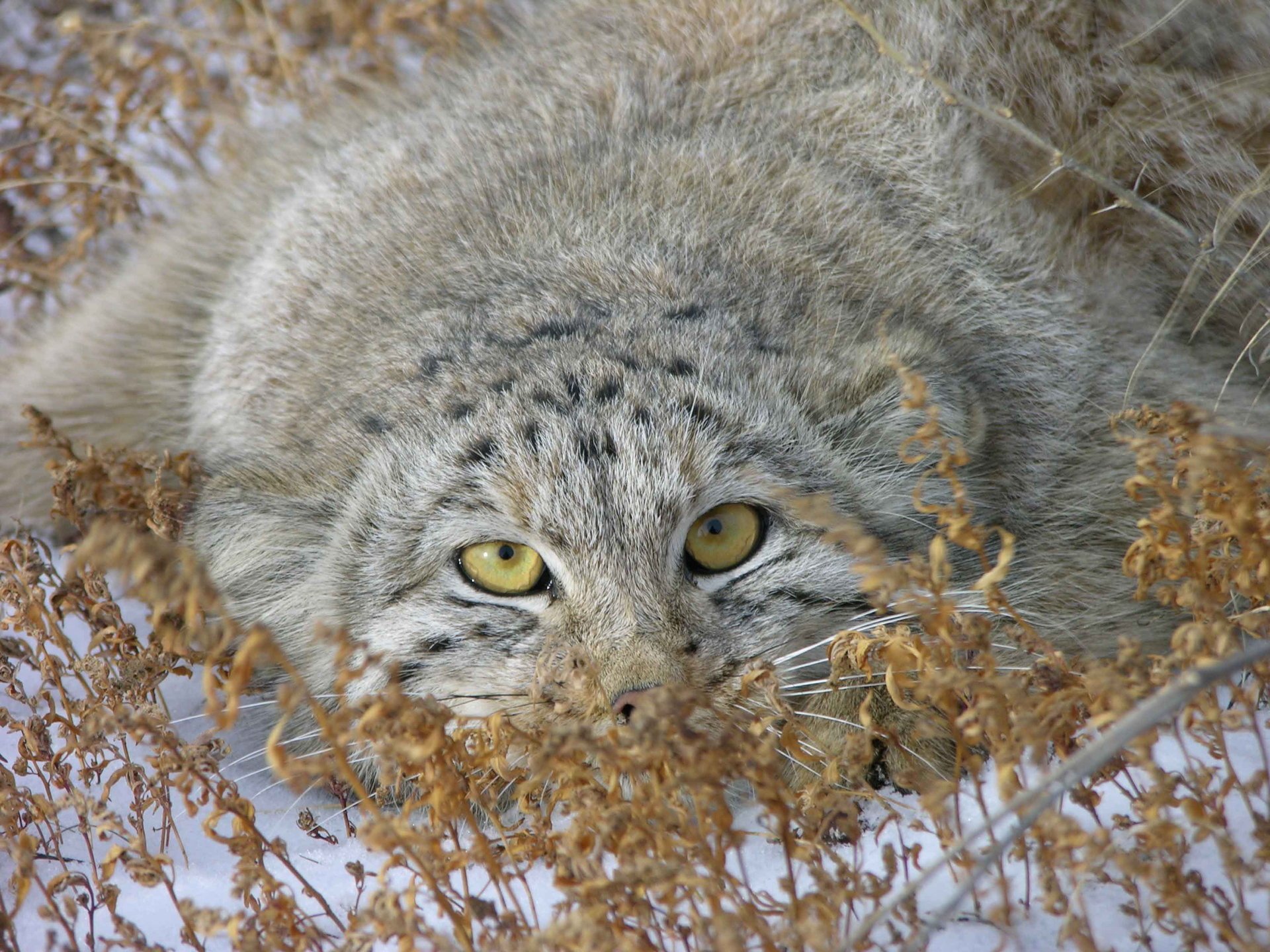 schnee manul foto