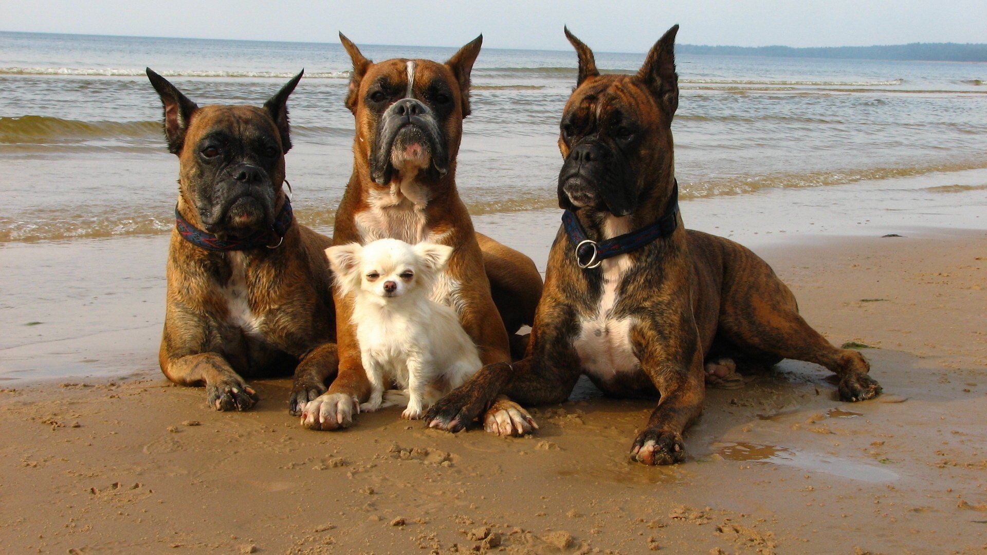 chiens sécurité mer promenade rivage