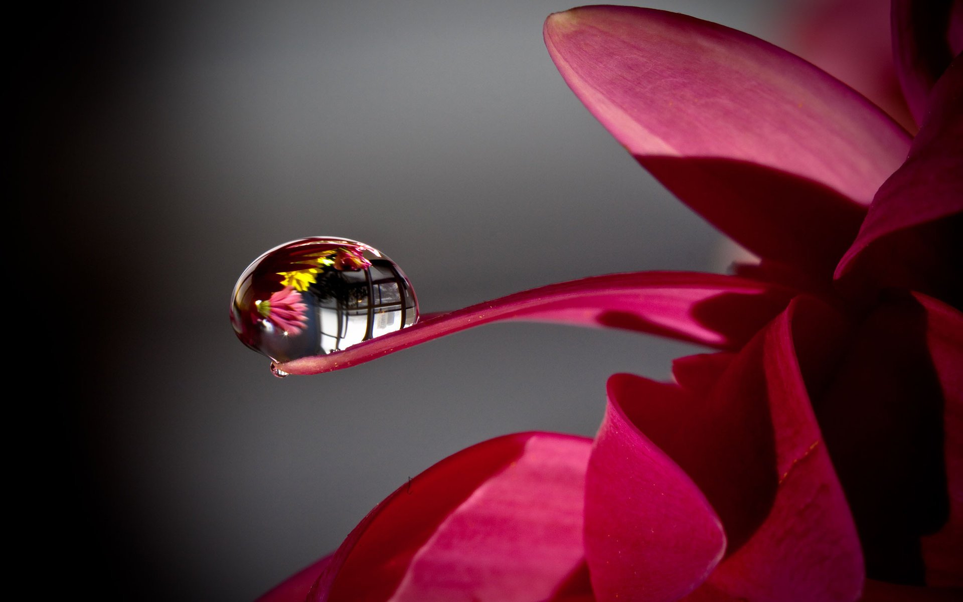 fiore acqua rugiada goccia