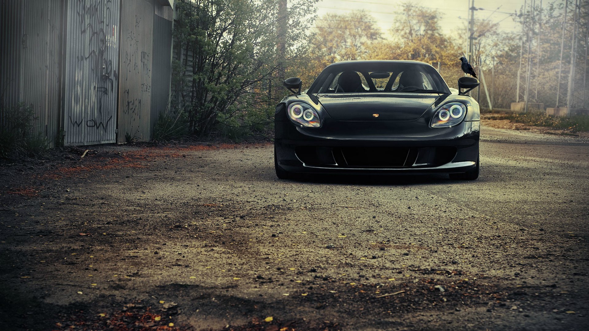 porsche porsche bird car porsche carrera gt