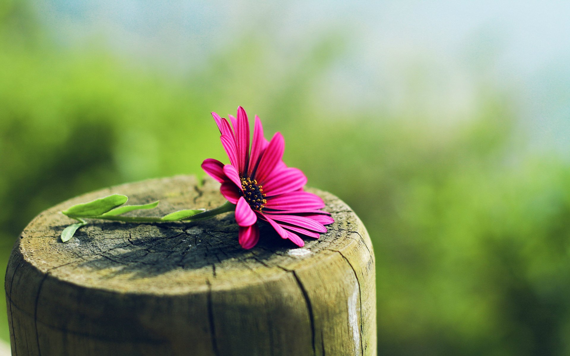 tree stump flower blur macro