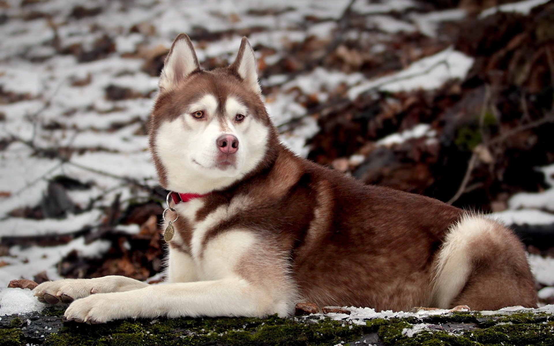 cane natura husky