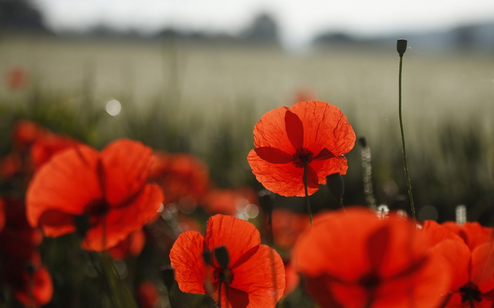 blumen natur mohnblumen feld