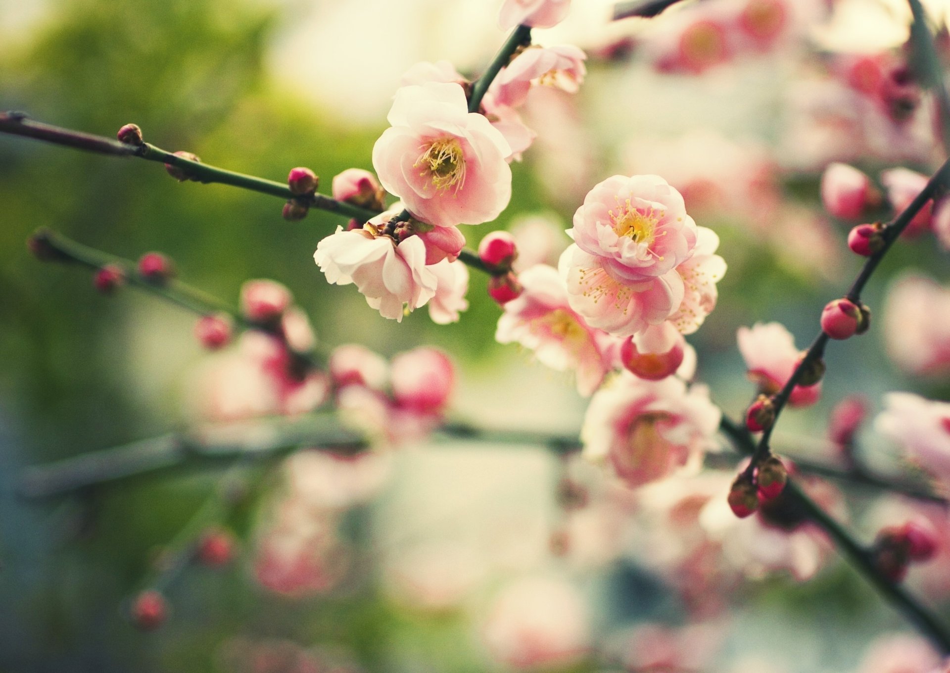 flowers nature flowering branch buds plant