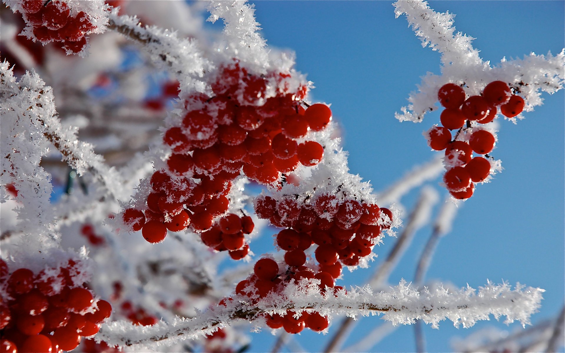 macro branches berries frost snow