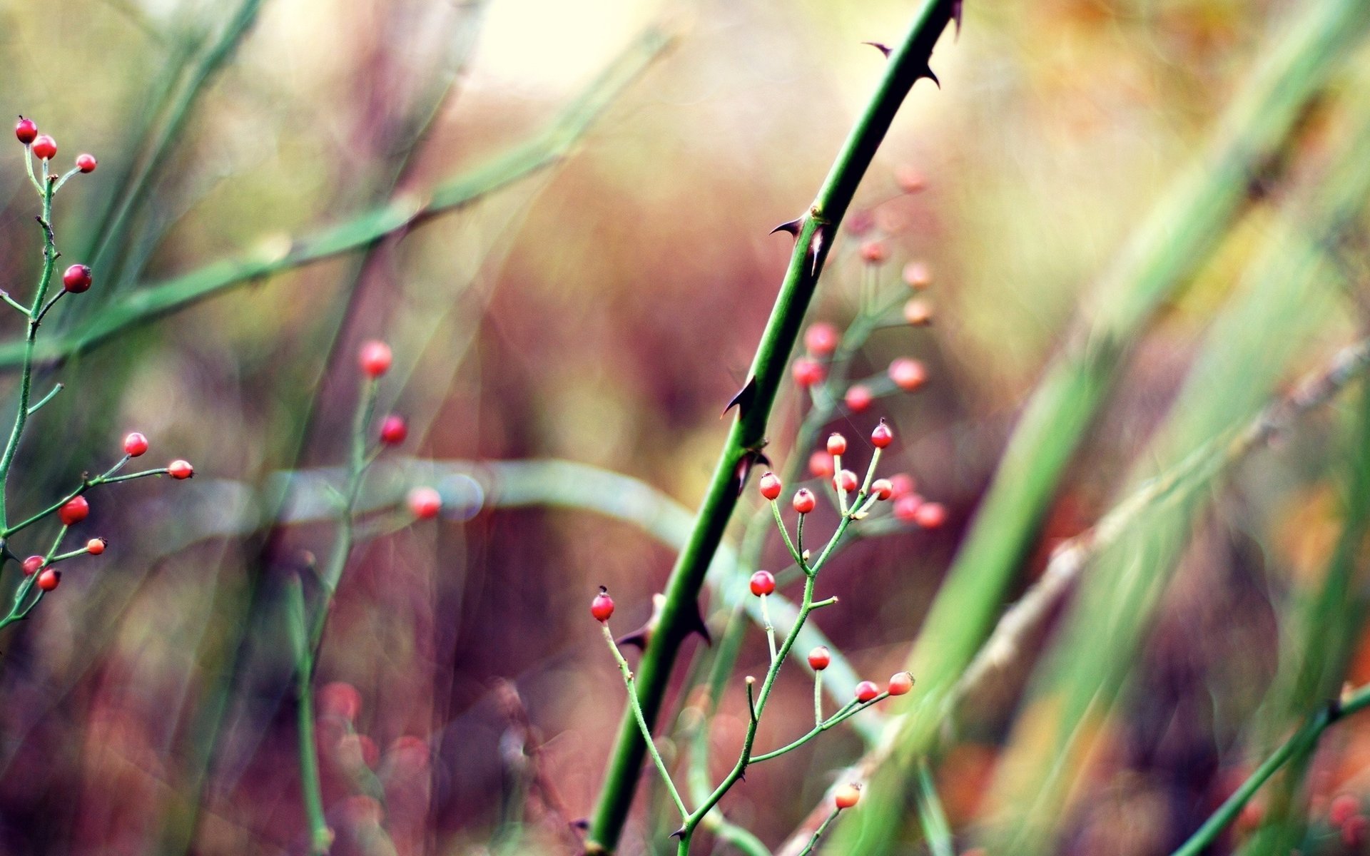 macro piante spine bacche rosse bacche