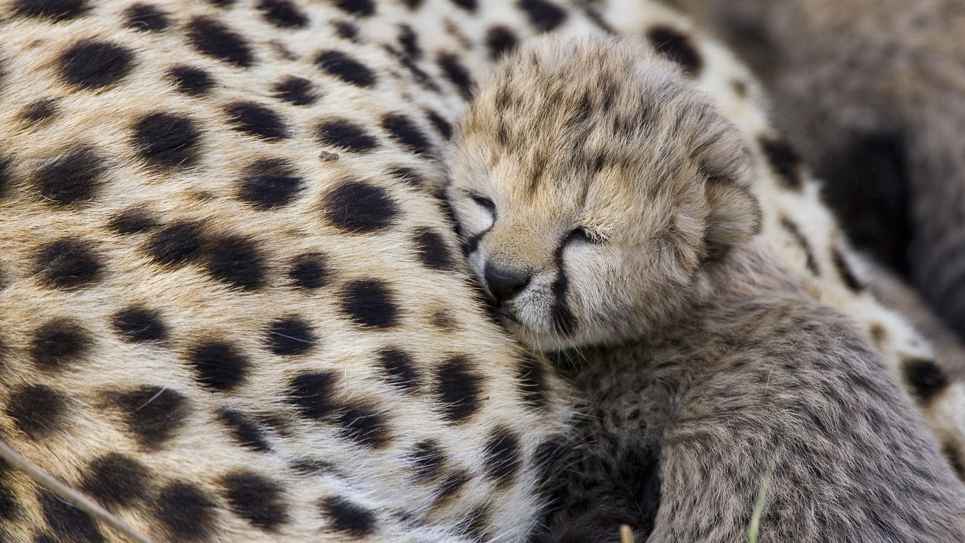 drapieżnik cheetah młode gepard