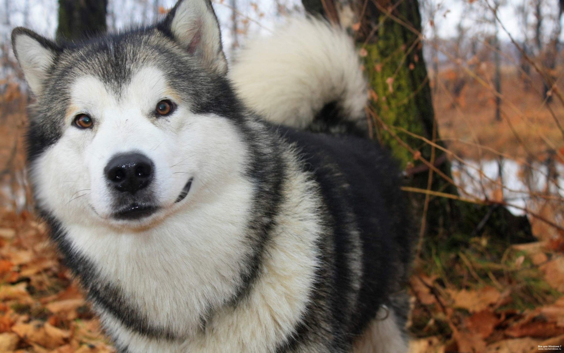 sguardo cane carta da parati husky