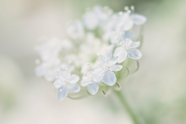 Delicate flowers in a blue blur