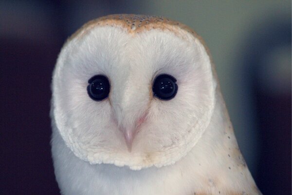 Big-eyed black-eyed white-brown owl