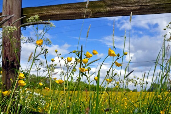 Summer field of yellow flowers