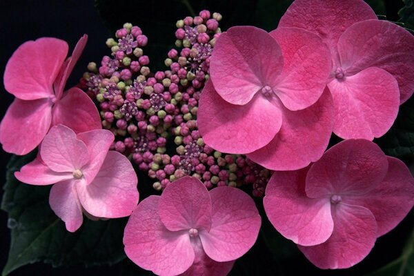 Capullos rosados de hortensias en flor