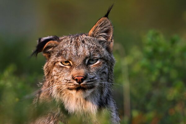 Funny photo of a lynx on the grass with a sly look