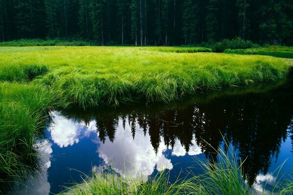 Zone verte marécageuse dans la forêt