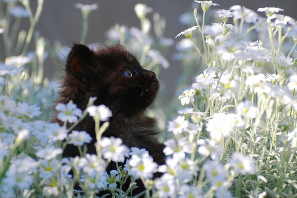 Piccolo gattino seduto sul prato con i fiori