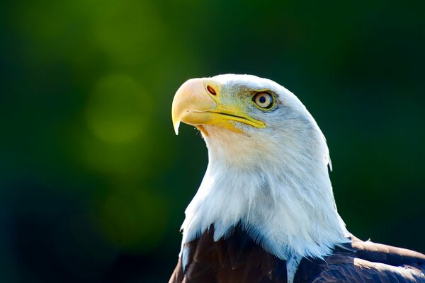 Águila orgullosa sobre fondo verde