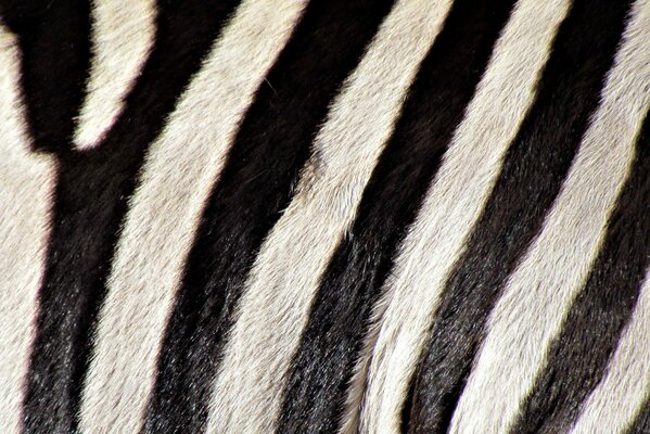 Material with black and white zebra coloring