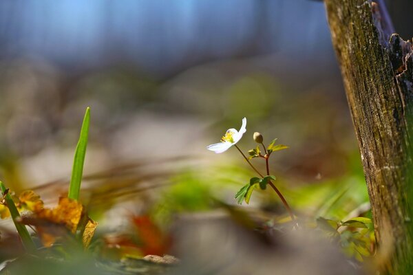 Fleur et arbre dans la nature estivale