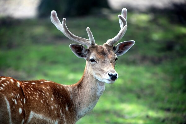 Wallpaper with a horned deer on the background of the same nature