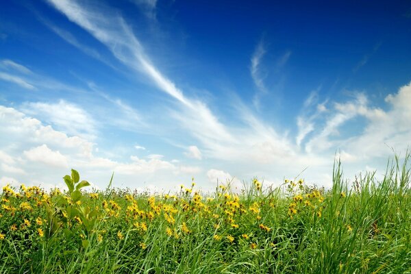 En el campo de las flores, la naturaleza es hermosa como el cielo