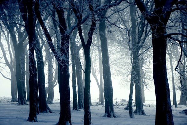 Forêt d hiver avec des arbres sans feuilles dans le givre