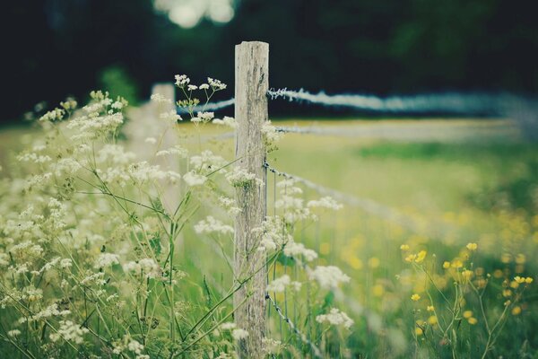 Stacheldrahtzaun, der auf einem überwucherten Feld verläuft