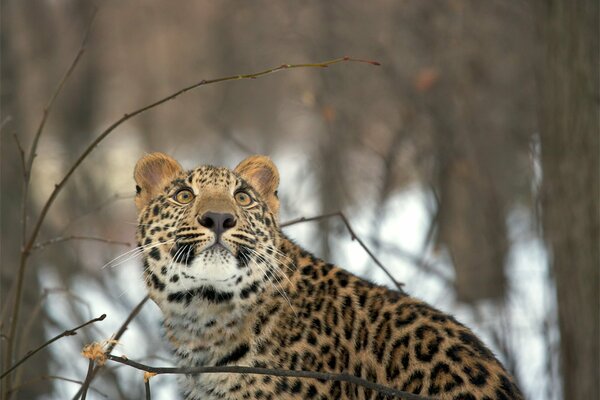 A leopard in a snowy winter forest