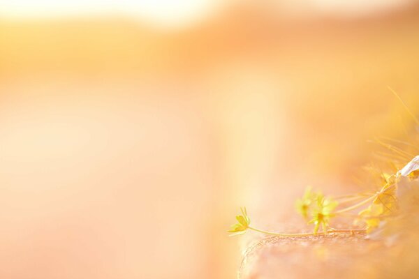 Yellow flowers on a delicate peach background