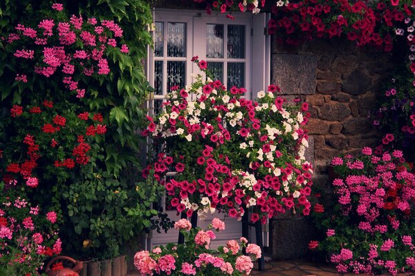 Home garden on the wall of the house