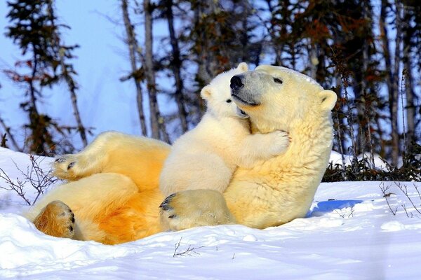 Mamá oso y osito abrazándose en la nieve