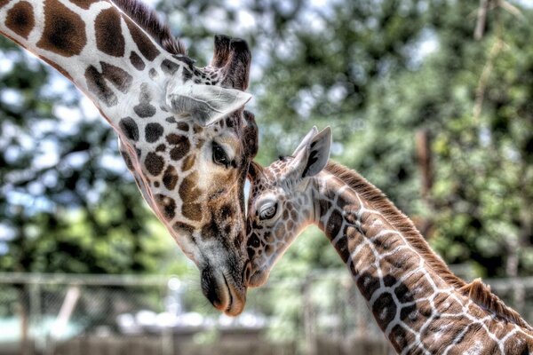 Giraffe mom with cute baby