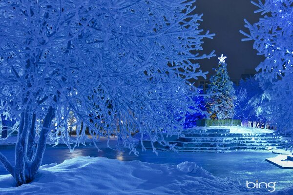 Christmas trees in the snow in the city