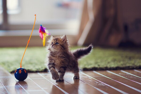 A kitten on the parquet playing with a toy