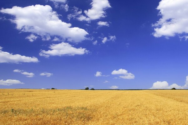 Gelbes Weizenfeld und blauer Himmel