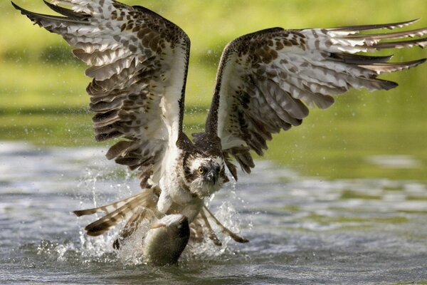 Águila pescando en el agua