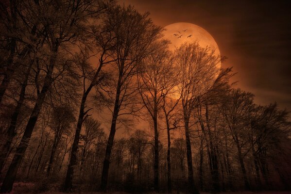 Forêt du soir à la pleine lune avec des oiseaux