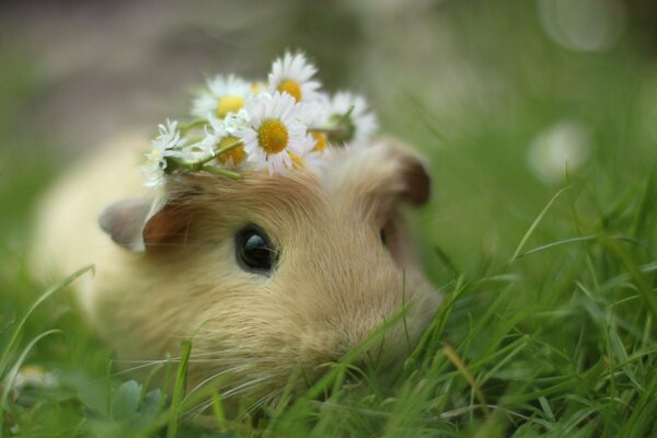 Cochon d Inde avec une Couronne de marguerites dans l herbe