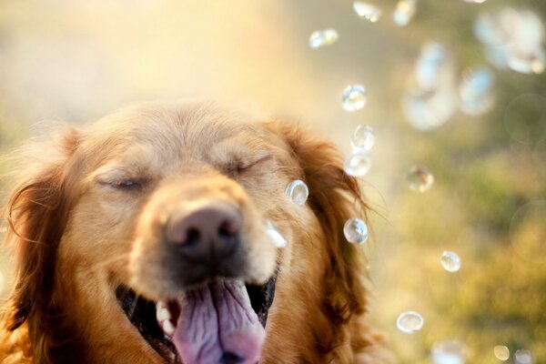 Red retriever on a background with drops