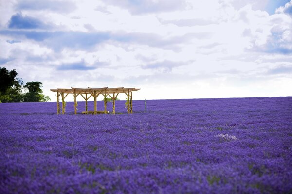 Pergola debout sur le champ de lavande