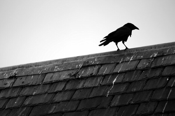 Raven on the roof cb minimalism