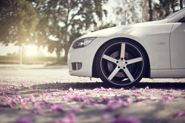 La partie avant de la voiture blanche se dresse sur les pétales de fleurs