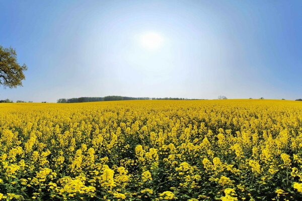 Windstilles Wetter unter den Blumen der Steppe