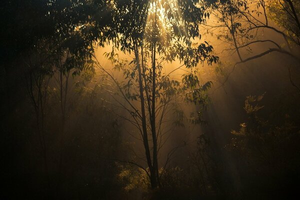 La luz del sol se filtró a través de los árboles y el crepúsculo