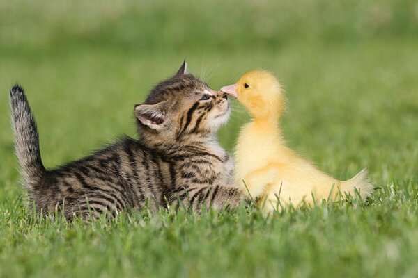 La amistad de un gatito y un patito juegan en la hierba