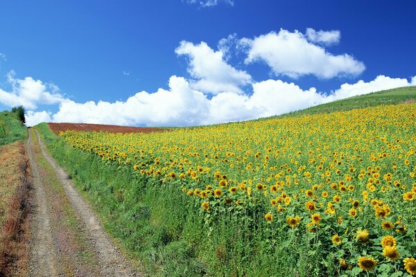 Camino rural a través de un campo de girasol