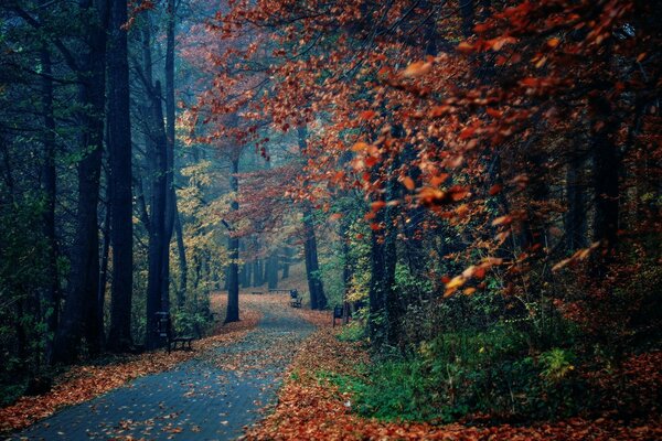 Herbstbäume im Park