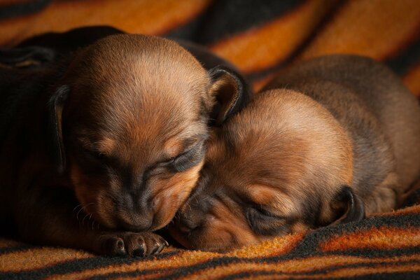 Cute puppies sleeping on a blanket