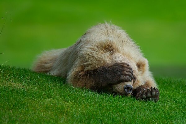 El oso en la hierba de stvda se cubrió con una pata