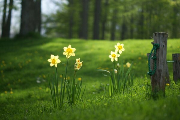 In the summer , the first daffodils appeared in the clearing