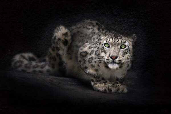 Leopardo de las Nieves sobre fondo negro